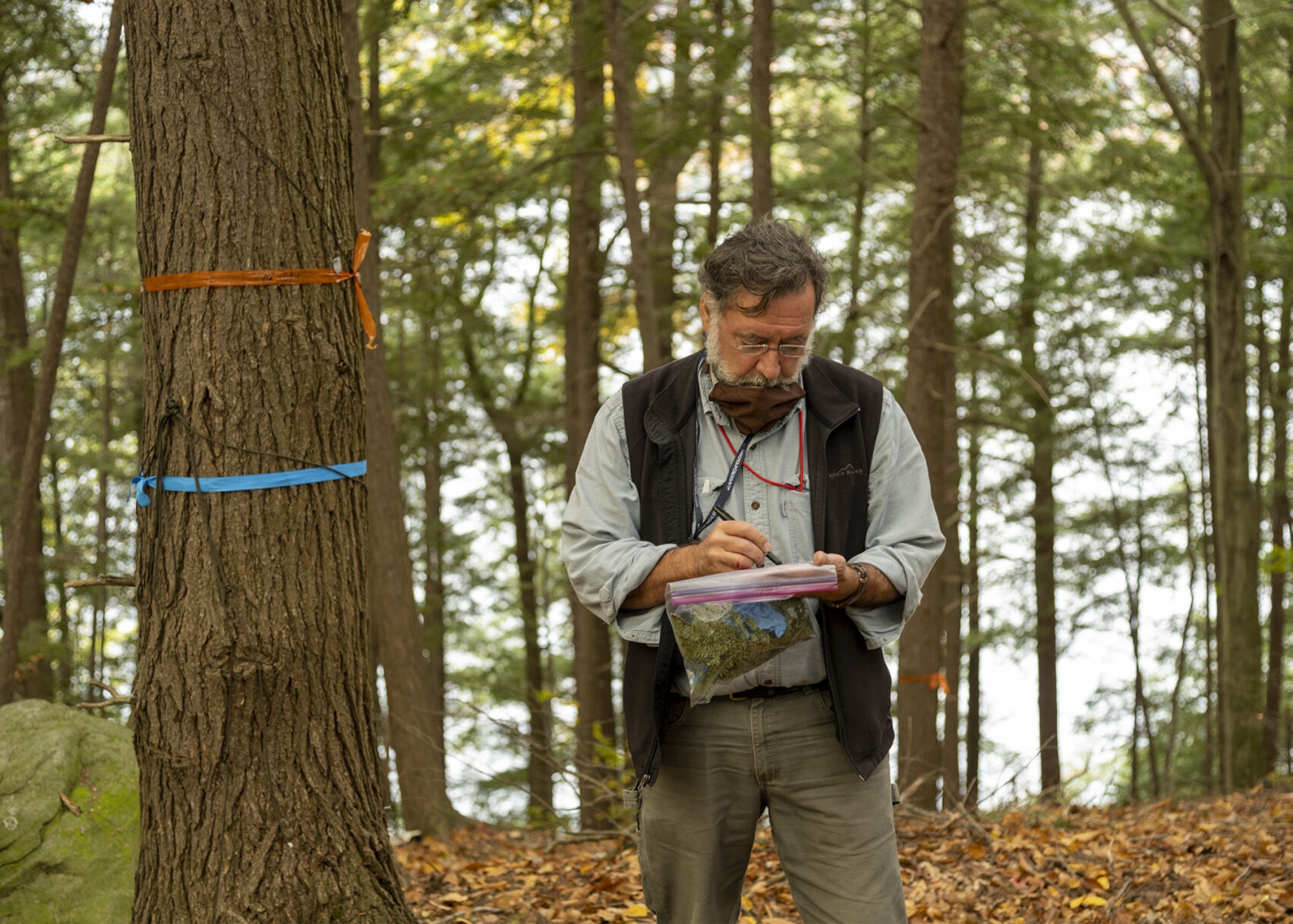 Hemlocks treated for invasive woolly adelgid